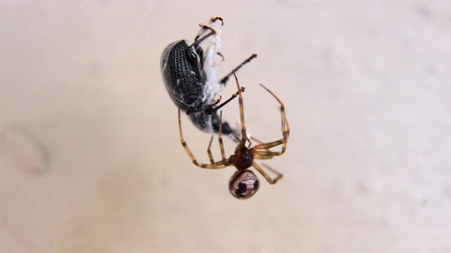 A spider is eating a bug. The spider is brown and black. The bug is white