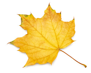 Obraz premium autumn leaves isolated on white background. clipping path