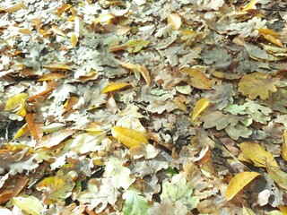 autumn leaves in the forest