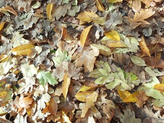 autumn leaves background