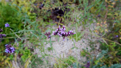 flowers in the garden 정원의 꽃  자연