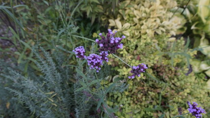 flowers in the garden 정원의 꽃  자연