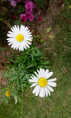 flowers in the garden 정원의 꽃  자연
