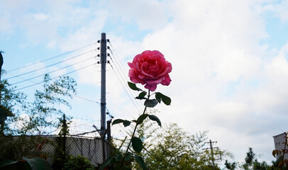 flowers in the garden 정원의 꽃  자연