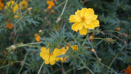 flowers in the garden 정원의 꽃  자연