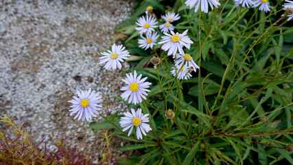 flowers in the garden 정원의 꽃  자연