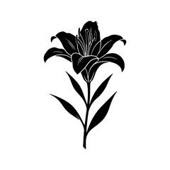 vector illustration of a lily