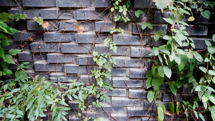 flowers in the garden 정원의 꽃  자연 덩굴