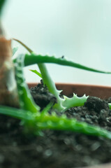 plant, leaf, nature, cucumber, agriculture, food, garden, flower, aloe, spring, summer, fresh, closeup, healthy, leaves, organic, branch, vegetables, vegetable, macro, growth, vine, water, vegetarian,