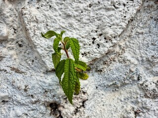 A small green plant grows resiliently on a rough white wall
