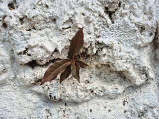 A small resilient plant grows from a textured white stone wall