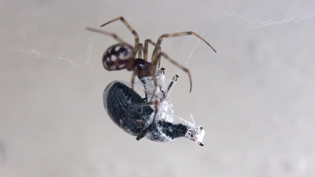 A spider is eating a bug. The spider is brown and black. The bug is white
