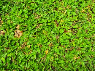 Green grass spreads widely, fresh, soft, lush, beautiful, and well-maintained