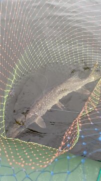 Close-up of a pike in a colored fishing net lowered into the river. Trophy spinning fishing in autumn from an inflatable boat