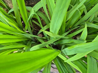 Lush green leaves growing densely around a rock in natural setting