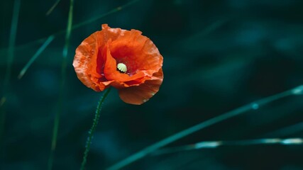 Close Up of Red Poppy Flower Blooming With Blurred Background