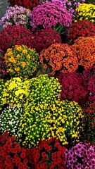 colorful flower background