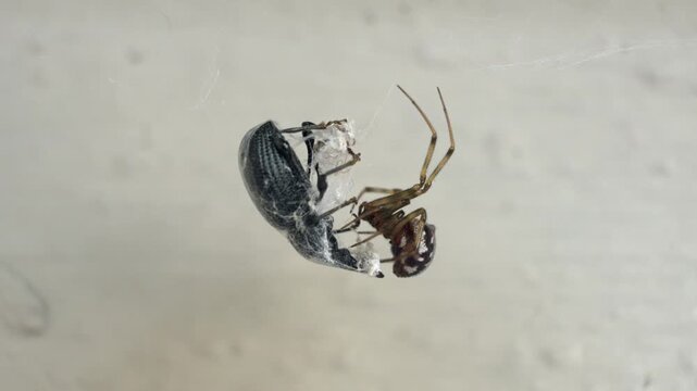 A spider is eating a bug. The spider is brown and black. The bug is white