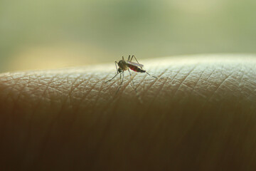 Mosquito biting human skin blood can be seen in abdomen penetrating human barrier with specialized proboscis with blurry background on horizontal orientation