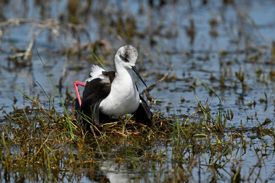 breeding Black-winged stilt // br&uuml;tender Stelzenl&auml;ufer (Himantopus himantopus) - Greece
