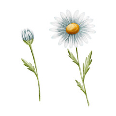 Chamomile with White Petals and Yellow Center. Watercolor illustration. Botanical illustration. Suitable for printing greeting cards, decorative ornaments and prints. Clipart. Isolated image