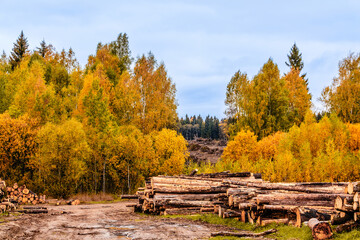 Autumn landscape with timber stacks and vibrant trees in a forest setting