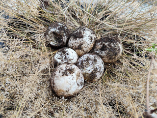 A pile of sandy turtle eggs on dry grass, with natural blur.