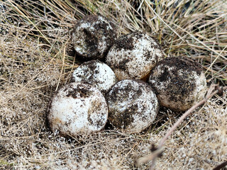A pile of sandy turtle eggs on dry grass, with natural blur.