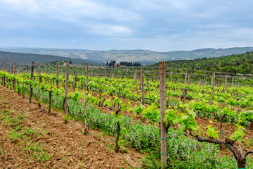 Rolling vineyard landscape under cloudy sky in the countryside