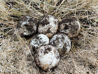 Obraz premium A pile of sandy turtle eggs on dry grass, with natural blur.