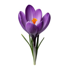 Naklejka premium A close-up of a purple crocus with yellow stamens snowdrops little flower isolated on transparent background 