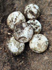 Turtle eggs in the sand look like sand sticking to the surface of the shell, with a natural blurred background.