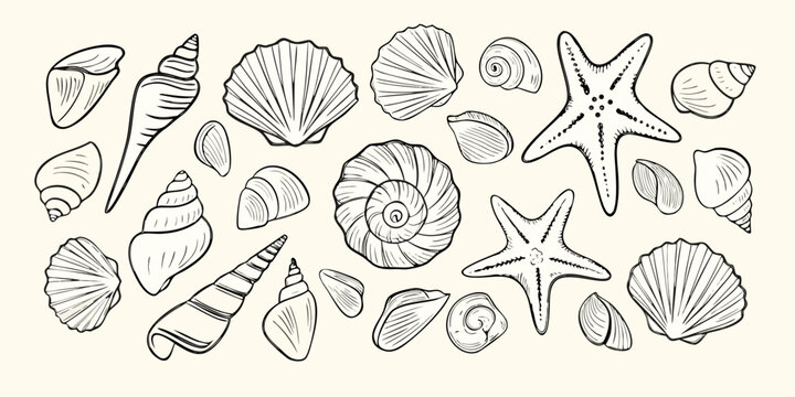 Collection of hand drawn line art seashells and starfish scattered on a light background
