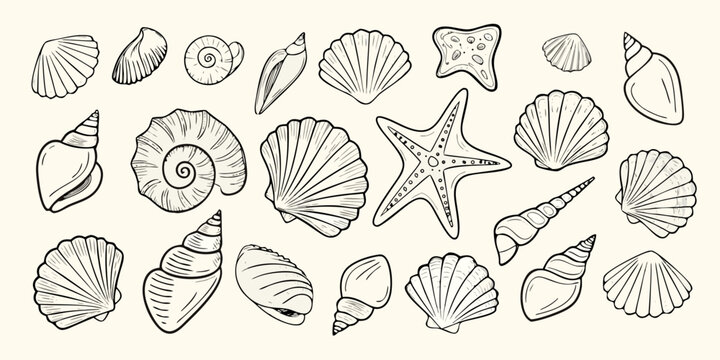 Collection of hand drawn seashells and starfish illustrations on a light background