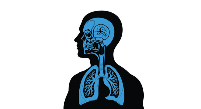 Anatomical illustration showing human head, neck, and chest structures including skull, brain, throat, windpipe, and lungs in blue over black.