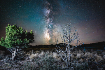 Milky Way core between a live and dead juniper tree in the Utah West Desert