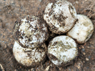 Turtle eggs in the sand look like sand sticking to the surface of the shell, with a natural blurred background.