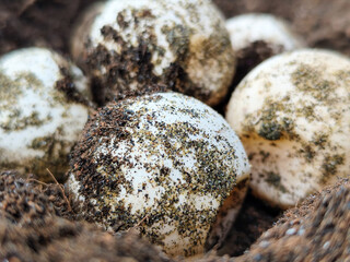 Turtle eggs in the sand look like sand sticking to the surface of the shell, with a natural blurred background.