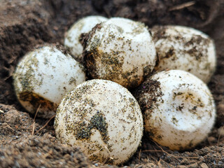 Turtle eggs in the sand look like sand sticking to the surface of the shell, with a natural blurred...