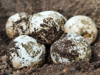Turtle eggs in the sand look like sand sticking to the surface of the shell, with a natural blurred background.