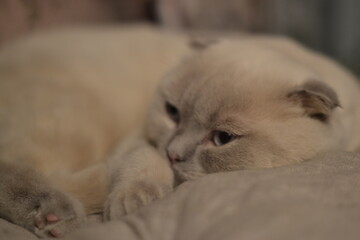 Fototapeta premium kittens in a home environment lying on top of each other