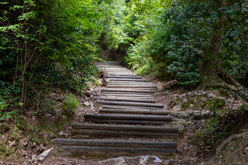 緑の森の中を緩やかに上る山道