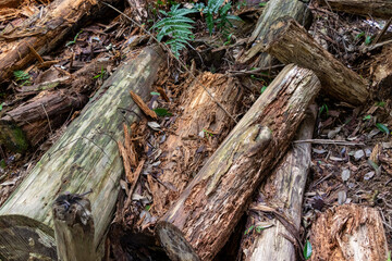 伐採されて森に放置された木