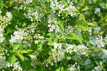 White Blossoms and Green Leaves of bird cherry in Spring