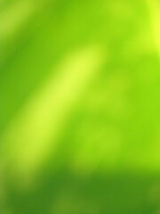 Close-ups of green leaf patterns usually show details of leaf veins, surface texture, and overall texture such as dots or fine lines or color patterns.