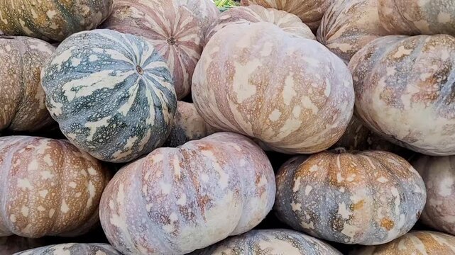 Close-up of Various Large, Round, Mottled Pumpkins or Winter Squash
