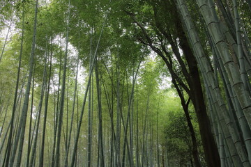 Obraz premium 京都・嵯峨野の竹林の小径を見上げる