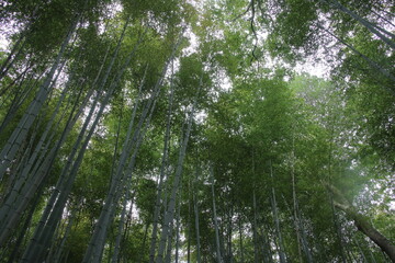  京都・嵯峨野の竹林の小径を見上げる