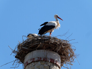 Störche im Nest auf Kamin