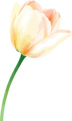 beautiful Watercolor tulip flower on vector illustration